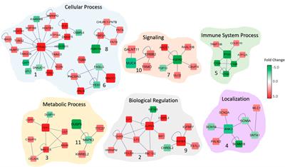 A Network-Based Methodology to Identify Subnetwork Markers for Diagnosis and Prognosis of Colorectal Cancer